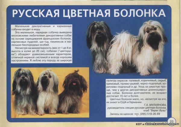Русская цветная болонка — фото, описание породы собак, характер, отзывы