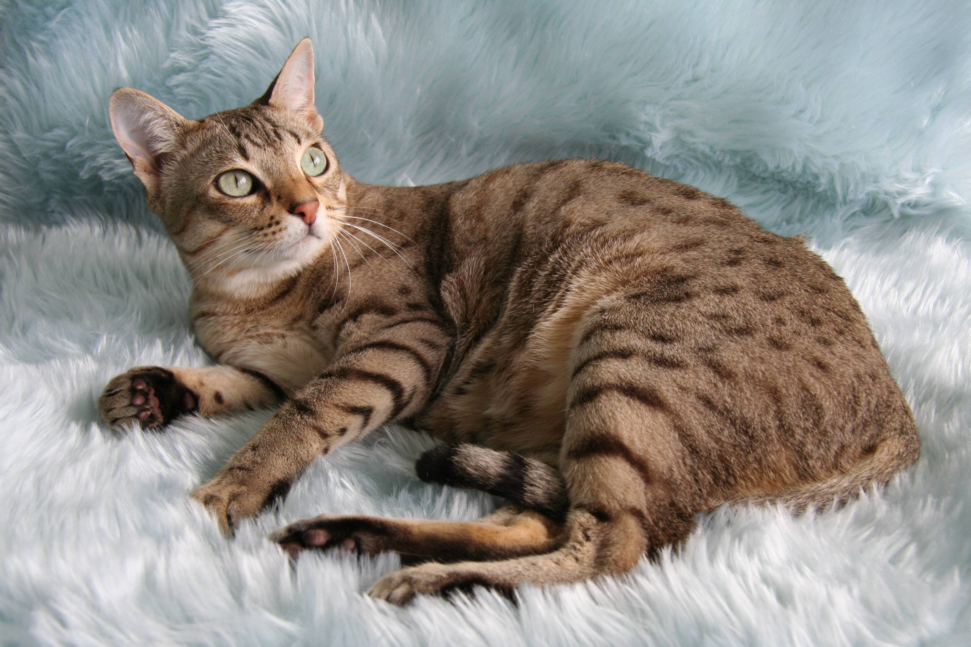 Австралийский мист (австралийская дымчатая кошка): фото, описание породы и характер
