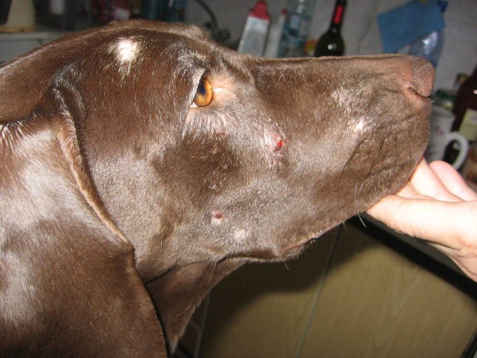 Подкожный клещ у собак: симптомы и лечение