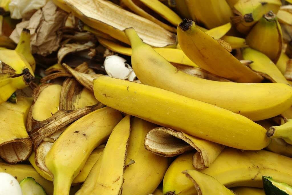Можно ли давать бананы кроликам и как правильно, польза и вред фрукта