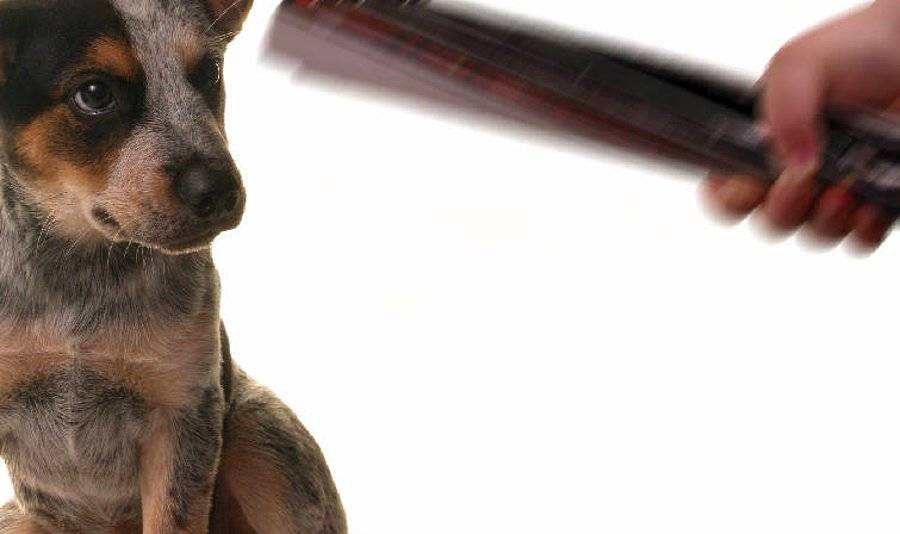 Наказание собаки за непослушание: можно ли голодом, как ругать за укус хозяина