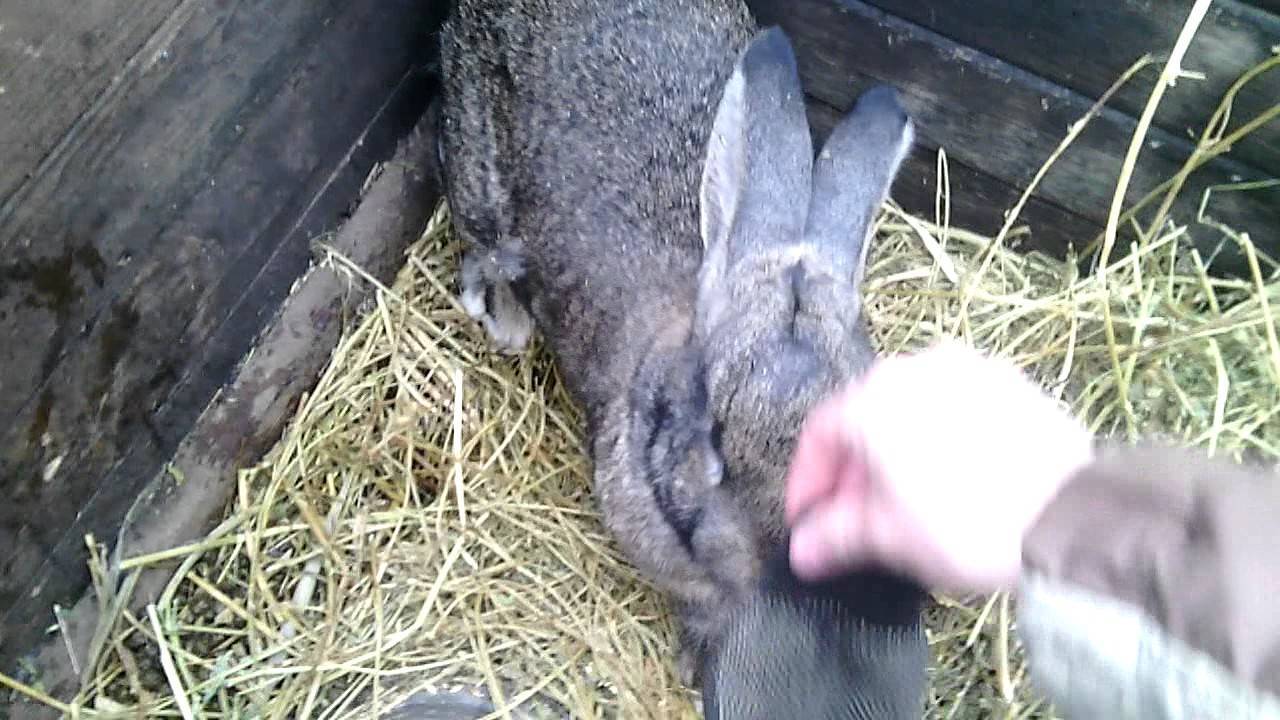Роды у кроликов: сколько крольчиха вынашивает крольчат и признаки беременности