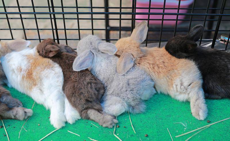 Как спят кролики, узнайте как спят декоративные кролики