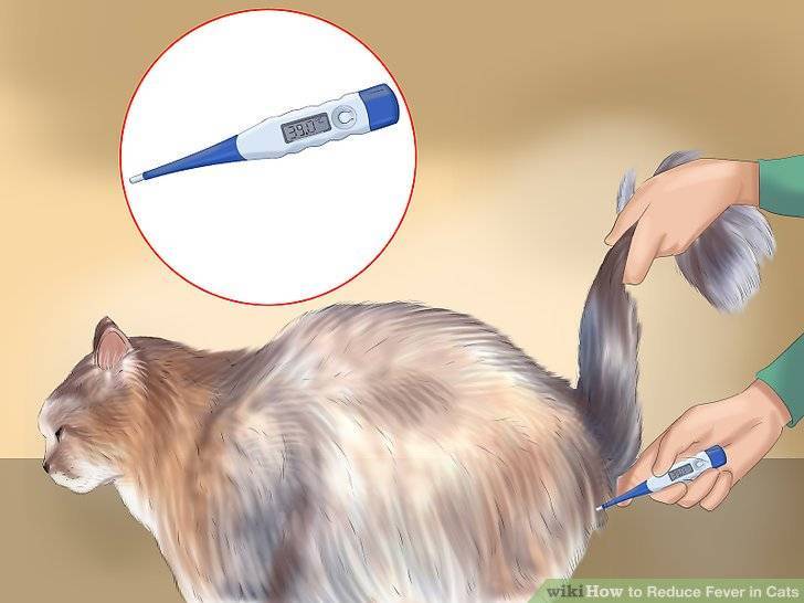 Как померить температуру кошке, как понять и определить без градусника, признаки и симптомы