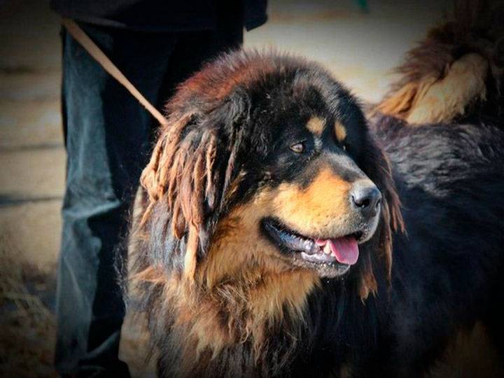 Бурят-монгольский волкодав (хотошо, банхар) — описание породы собак