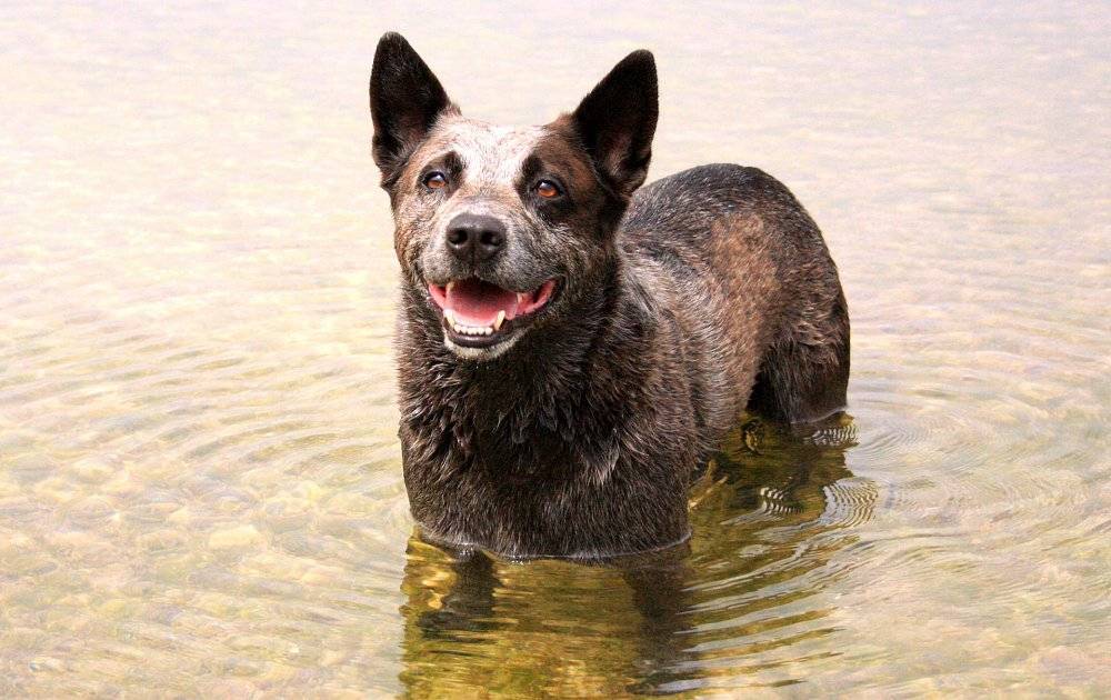 Австралийская пастушья собака (фото, описание породы)