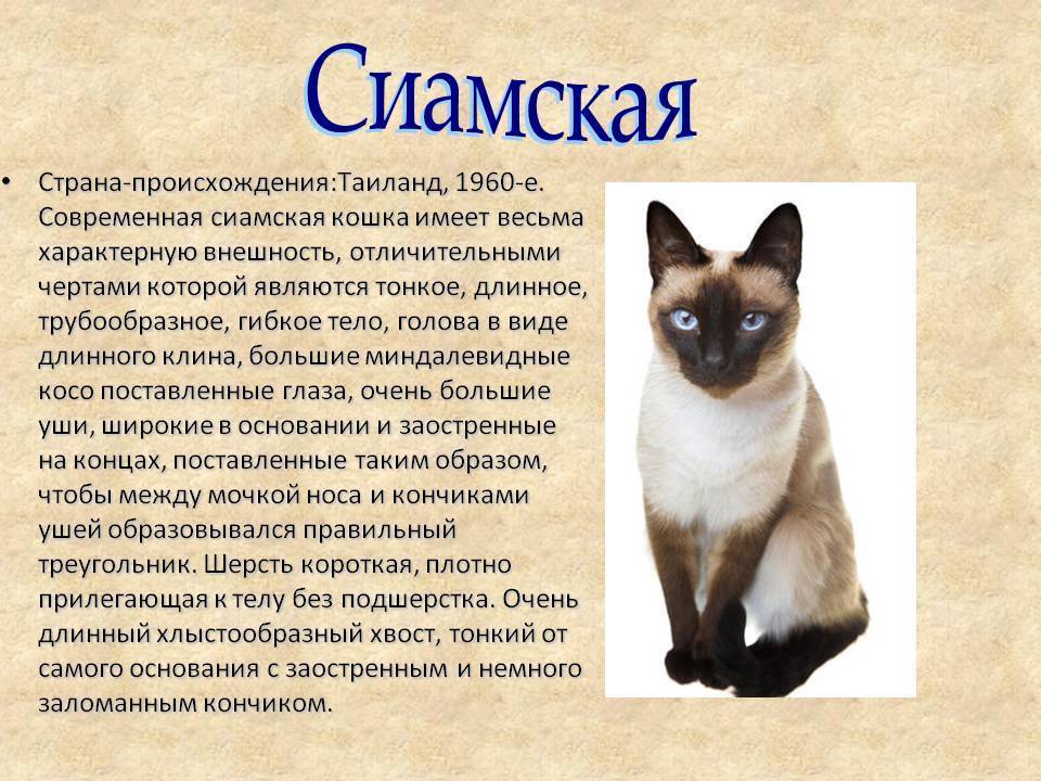 ᐉ сиамская кошка описание породы и характера - zoomanji.ru