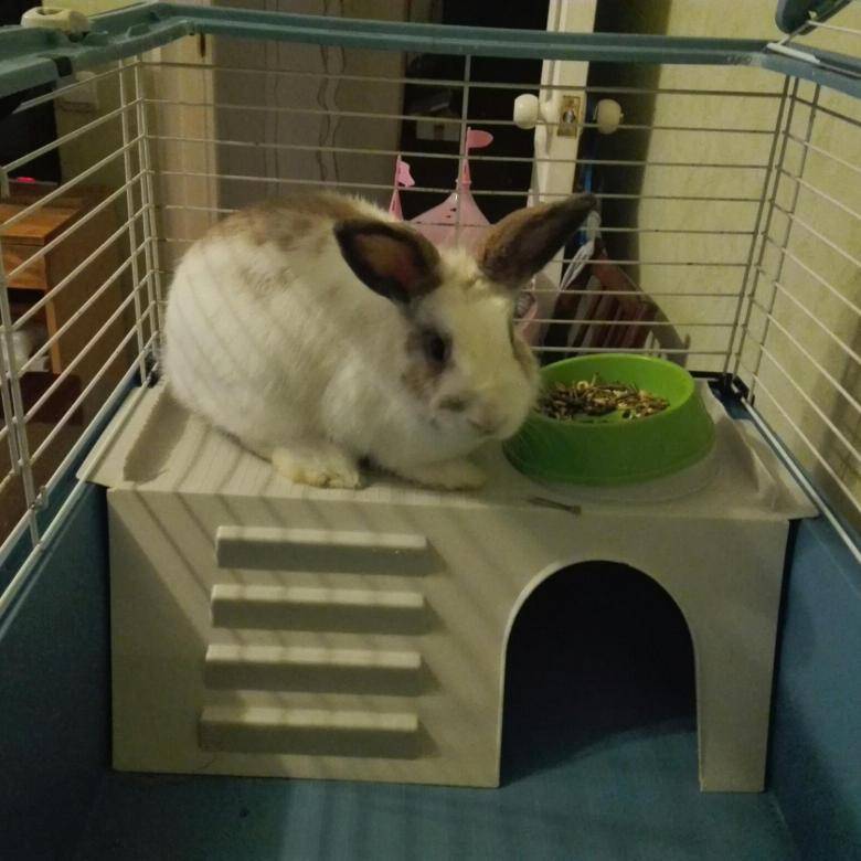 Держим кроликов дома. Клетка для домашнего кролика. Декоративный кролик в квартире. Клетка для кролика домашнего декоративного.