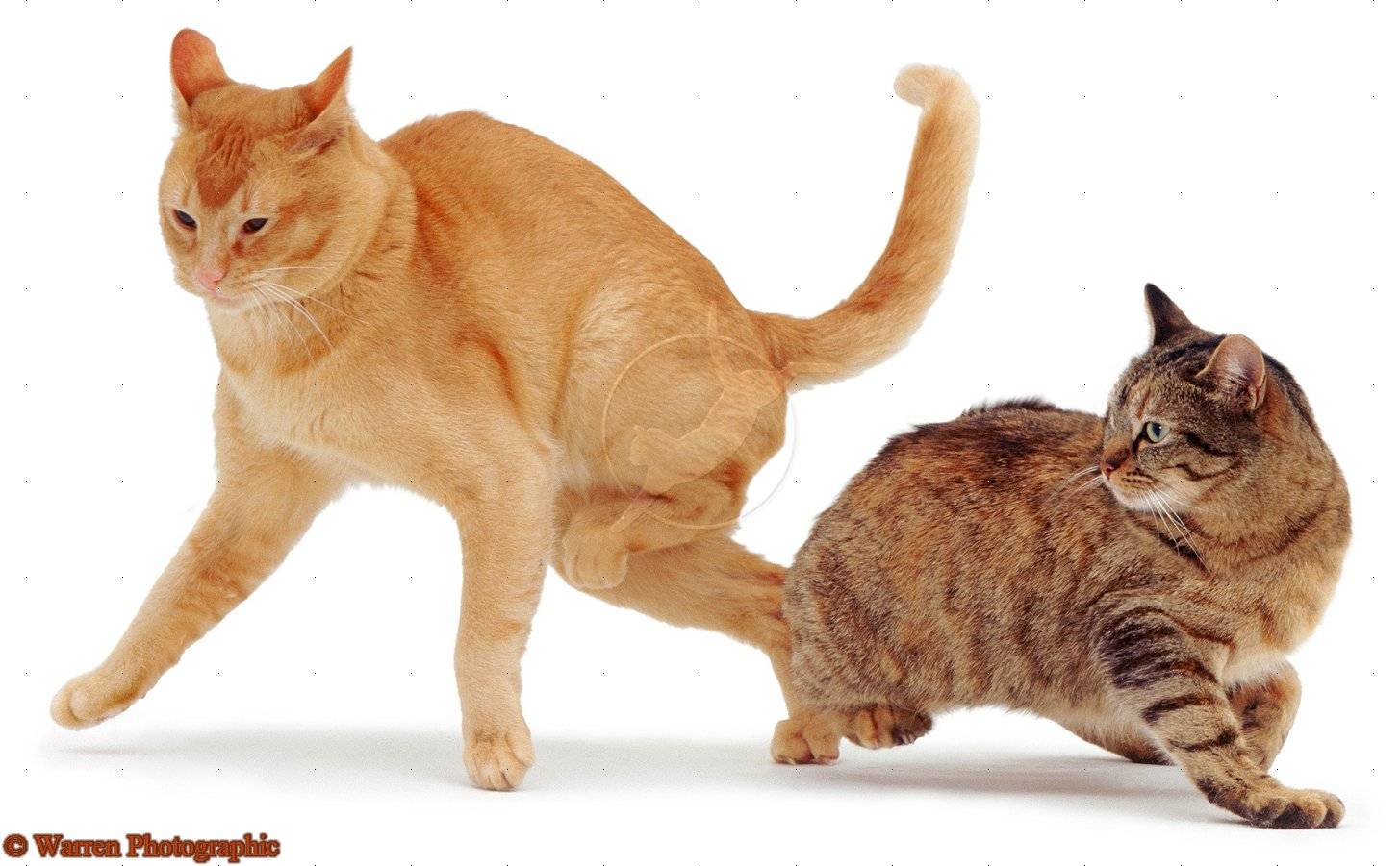 Первая вязка кошки и кота: особенности и советы владельцу