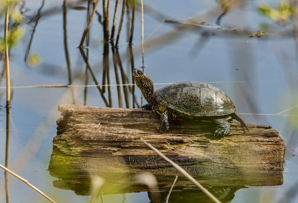 Болотная черепаха - уход и содержание, что ест, где живет, фото