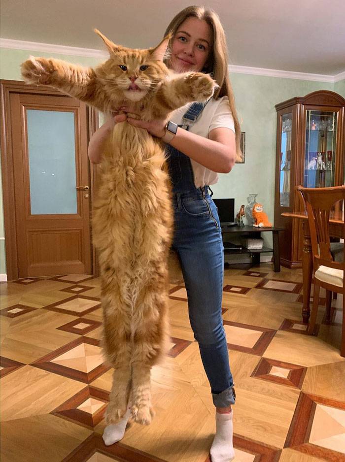 Самые большие домашние кошки – какие они?