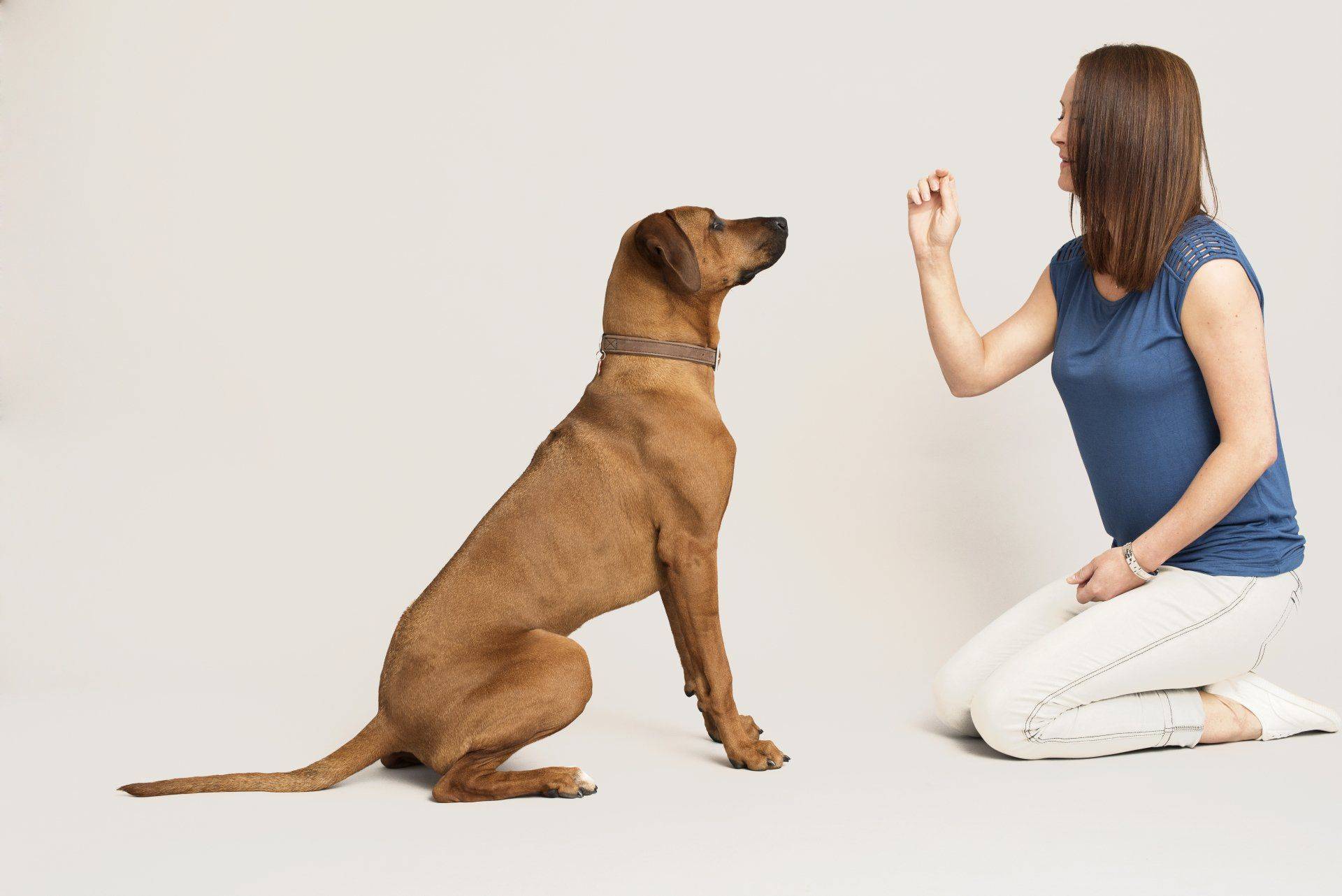 Как научить собаку команде "дай лапу": простые и эффективные способы