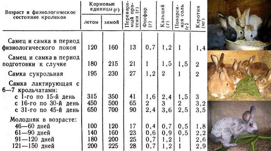 ᐉ сколько весит кролик: таблица веса разных пород по месяцам - zooon.ru