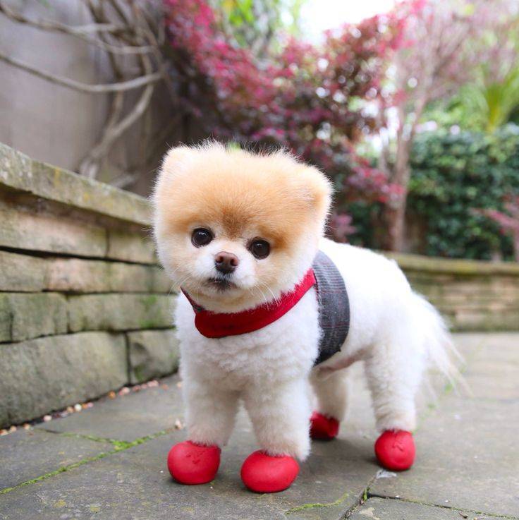 Самые милые породы собак: топ самых милых собак с фото — pet-mir.ru