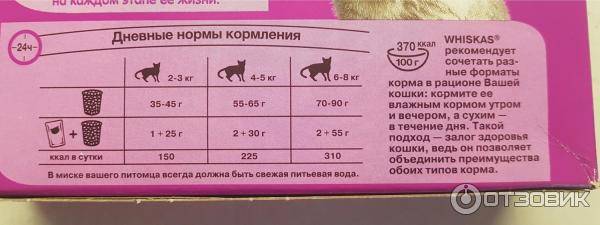 Чем кормить старого кота - диета и особенности кормления