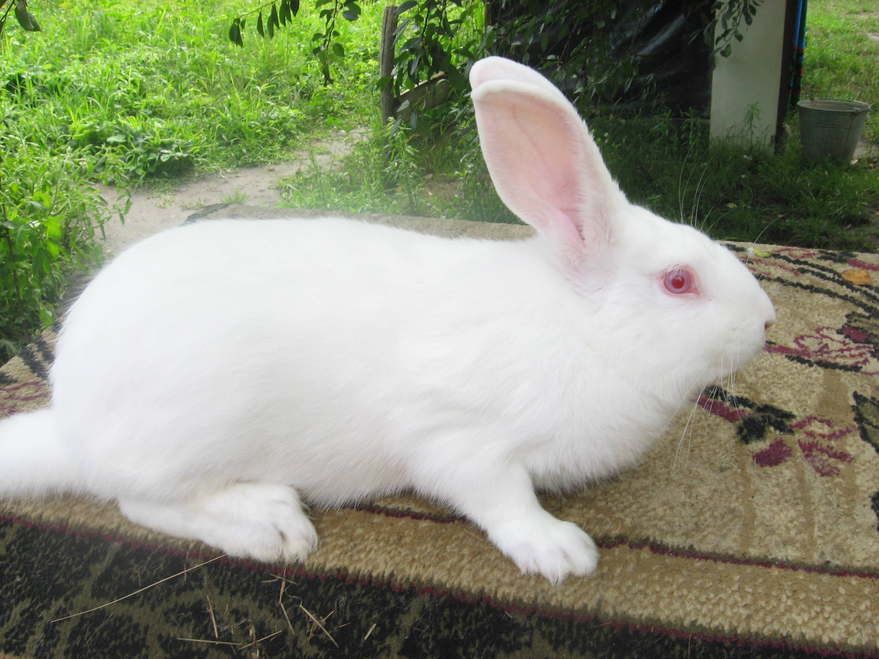 Белый паннон — описание кролика, особенности содержания и разведения