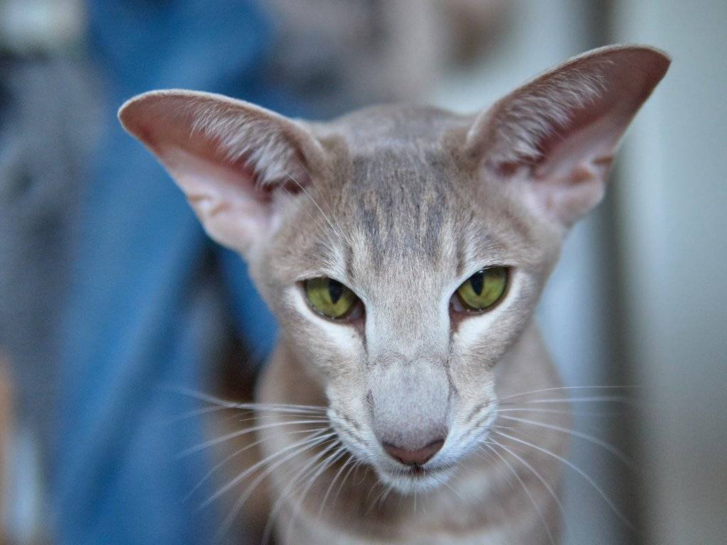 Ориентальная кошка с фото, описание ориентальной породы кошек - особенности и характер