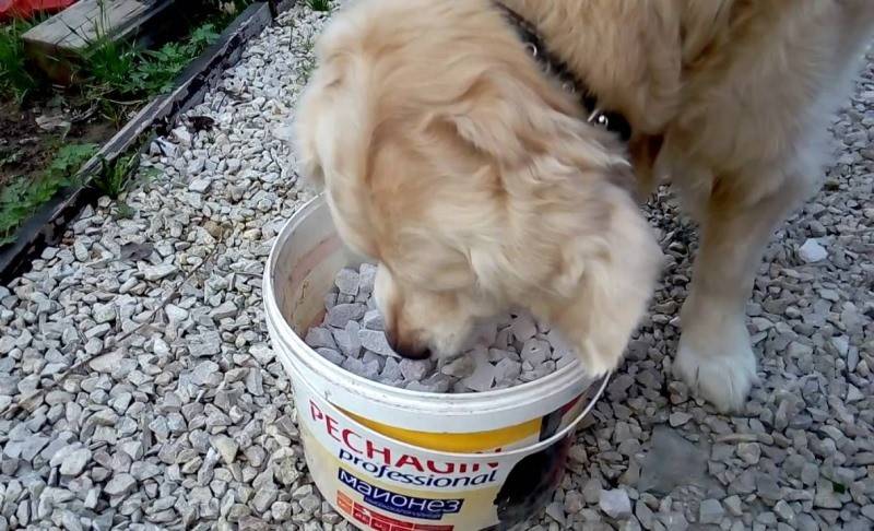 Собака ест свои какашки, что делать и почему?