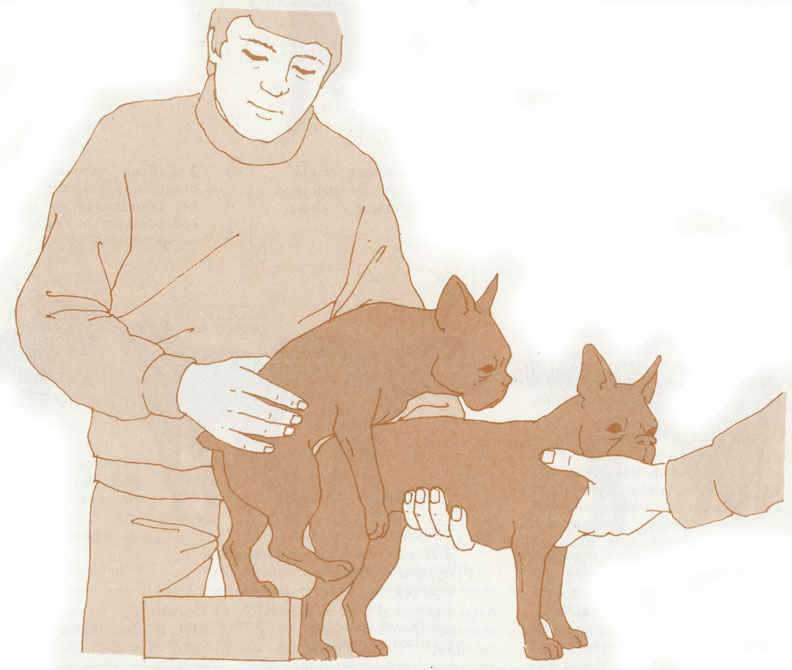 Вязка собак: правила и особенности случки питомцев