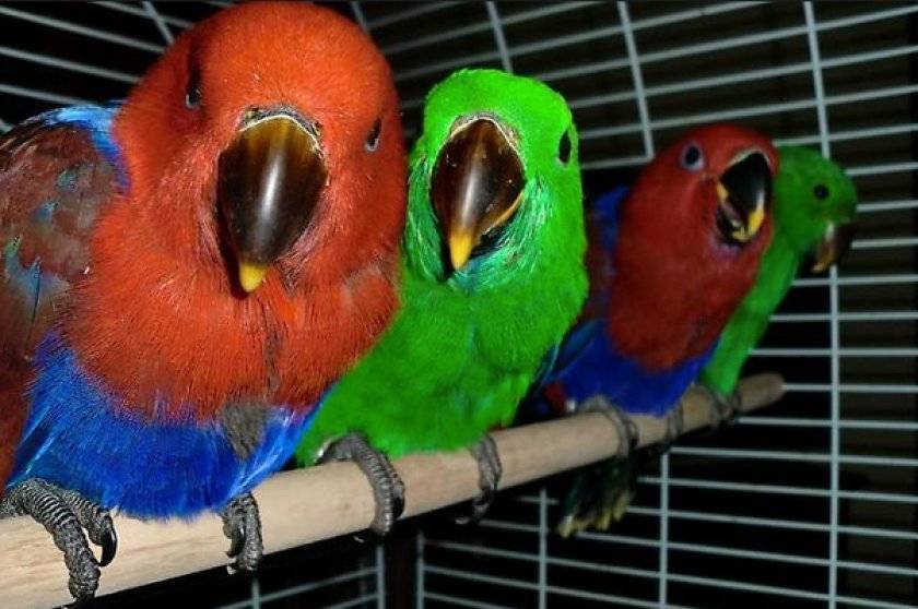 Попугай розелла (44 фото): особенности содержания розеллы. разговаривает ли попугай? характеристика розеллы красной, пестрой и других видов. отзывы владельцев