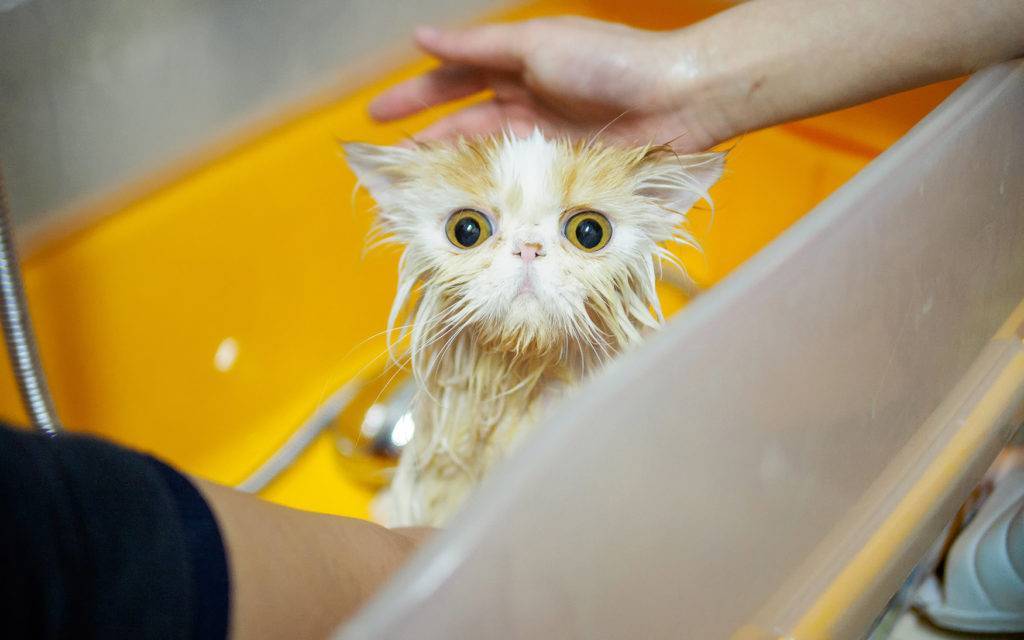 3 реальные причины, почему кошки боятся воды и как приучить их к купанию