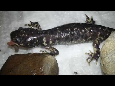 Аксолотль: особенности мексиканской саламандры, содержание в неволе