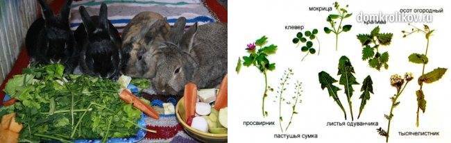 Чем можно кормить домашних кроликов?