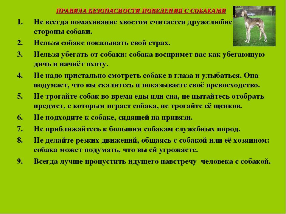 Собачья обида. может ли собака обидеться на хозяина?