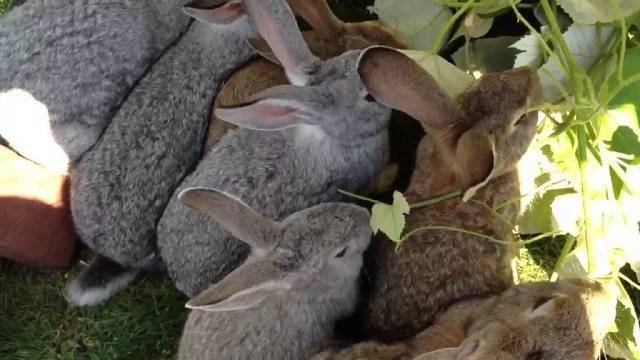 Чем кормить кроликов: в домашних условиях для начинающих