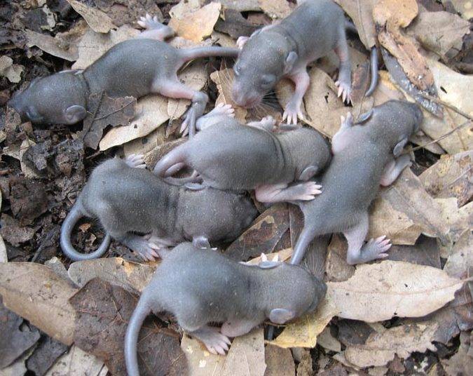 Сколько живут мыши — что влияет положительно. продолжительность жизни мышей