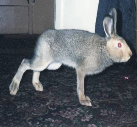 Кролики стучат задними. Повадки зайца. У кролика задние лапы без шерсти. У кролика отказали задние лапы.