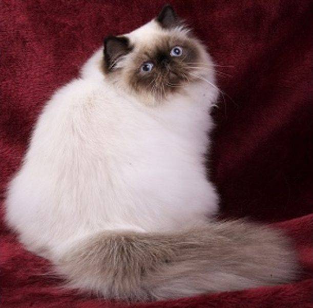 Гималайская кошка: 34 фото + галерея, описание породы и характера