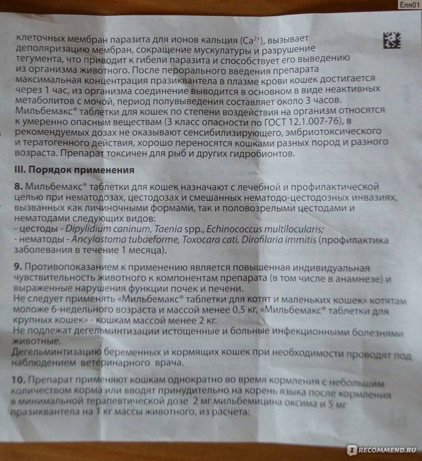 Как дать лекарство кошке, собаке и прочим животным