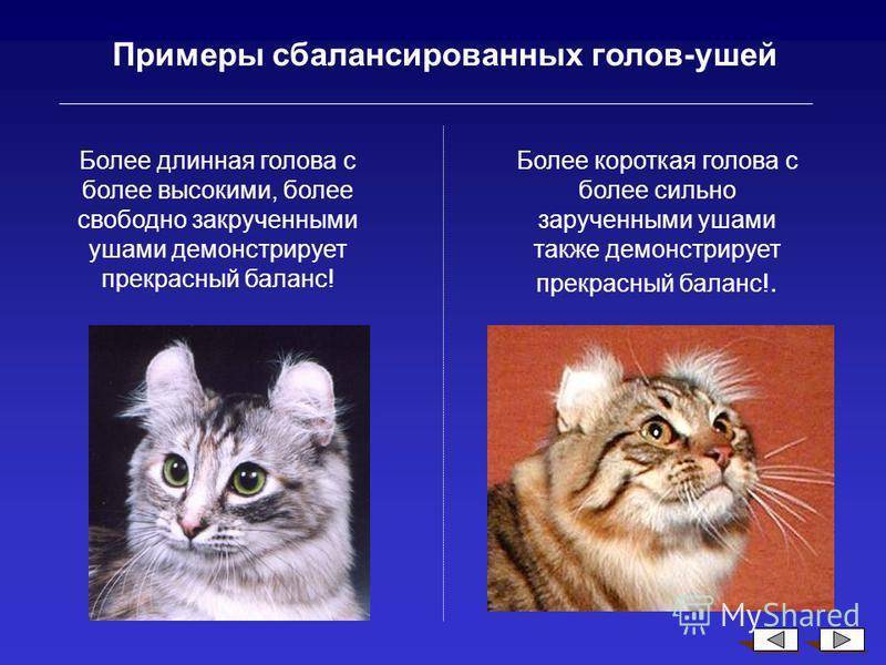 Кошки рэгдолл: информация и характерные особенности