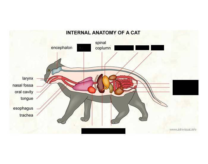 Всё об анатомии кошки: строение скелета и черепа