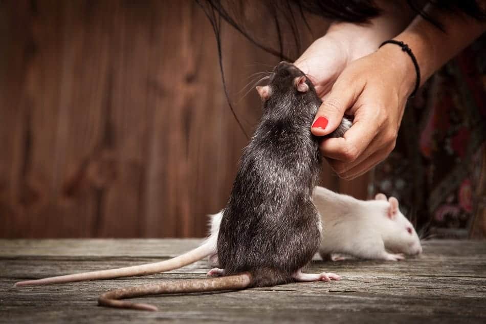 Могут ли крысы атаковать спящих людей?