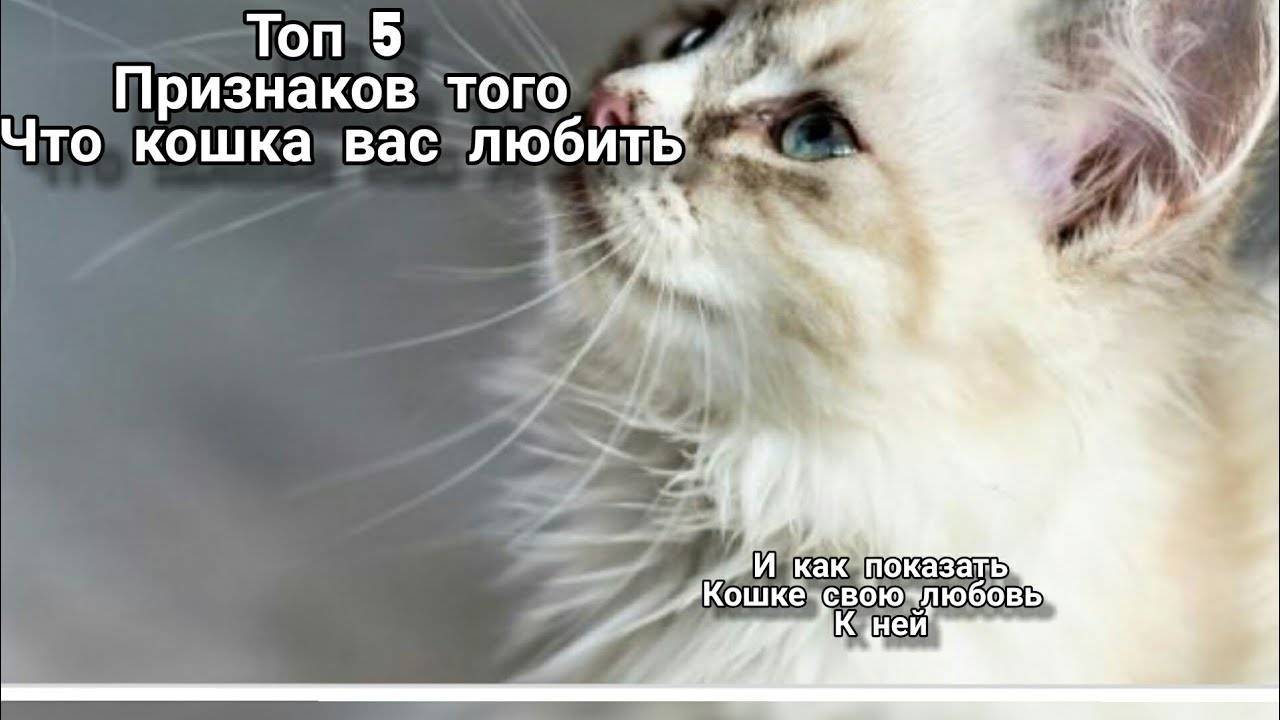 Тайная сила кошек: как они чувствуют болезни человека и пытаются об этом предупредить