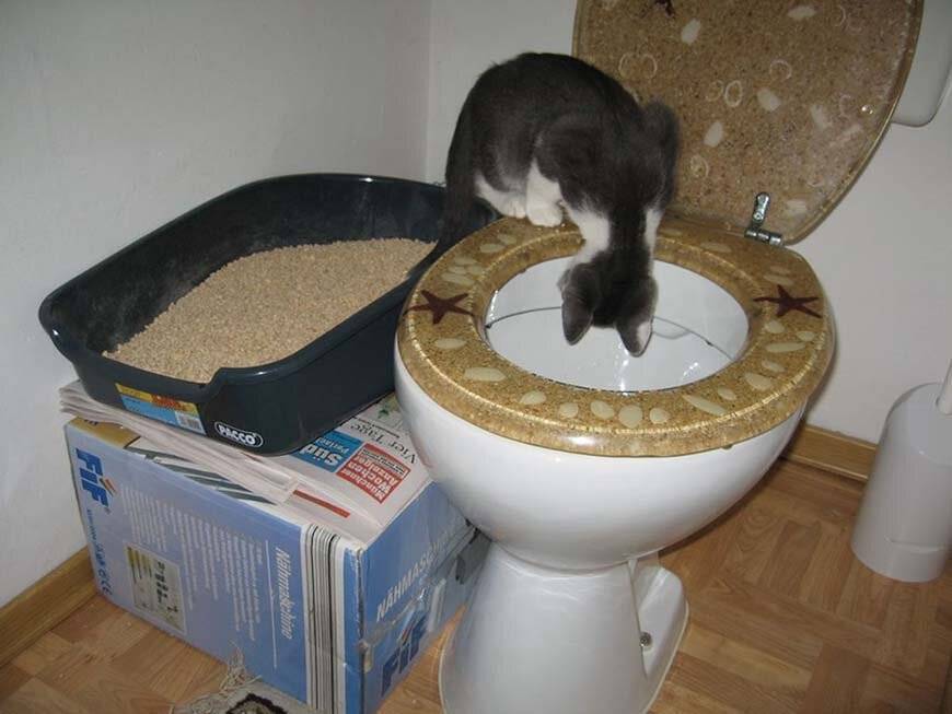 Как приучить котенка к лотку в квартире легко и быстро