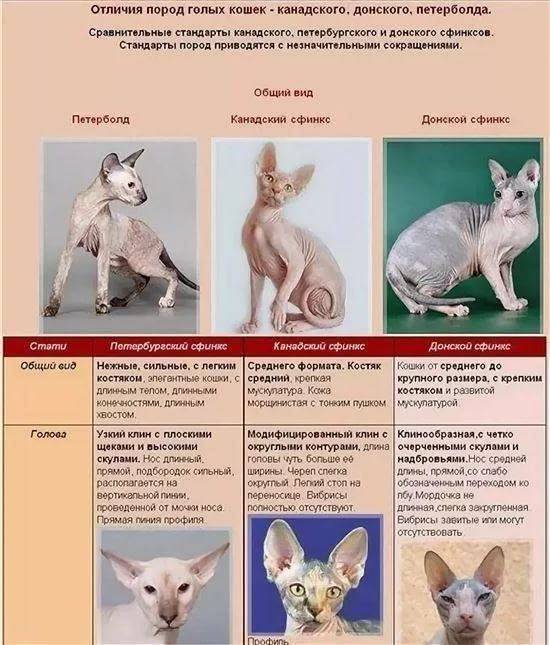Кошка сфинкс петерболд: описание внешности и характера, уход за питомцем, выбор котёнка, отзывы владельцев, фото петербургского кота