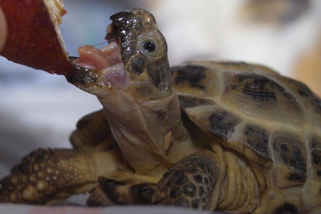 Чем питаются черепахи в природе и в домашних условиях: советы специалистов?