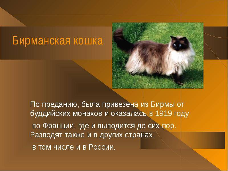 Бирманская кошка - происхождение, особенности поведения и содержание | породы кошек