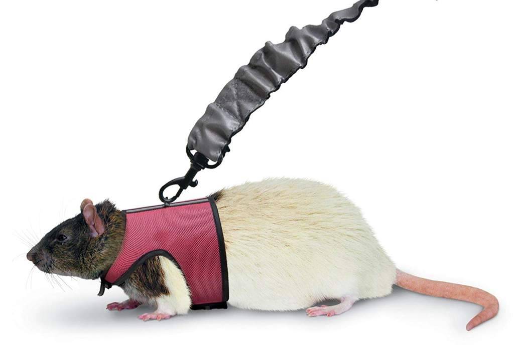 Шлейка для крысы своими руками: как сделать поводок и ошейник, как одеть изделие на питомца