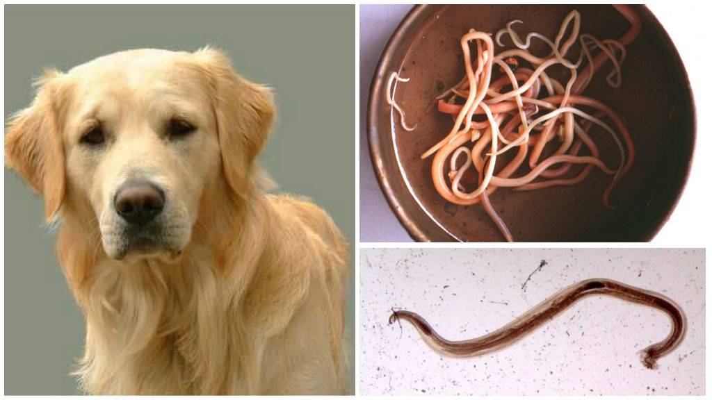 Глисты у собаки: симптомы и лечение
