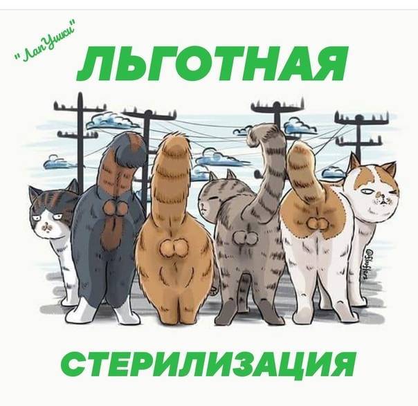 Сравнение препаратов для анестезии при кастрации котов (родентовет, 2021 г.) | ветеринарная клиника
