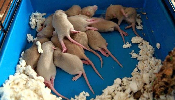 Новорожденные крысята: развитие, уход и кормление