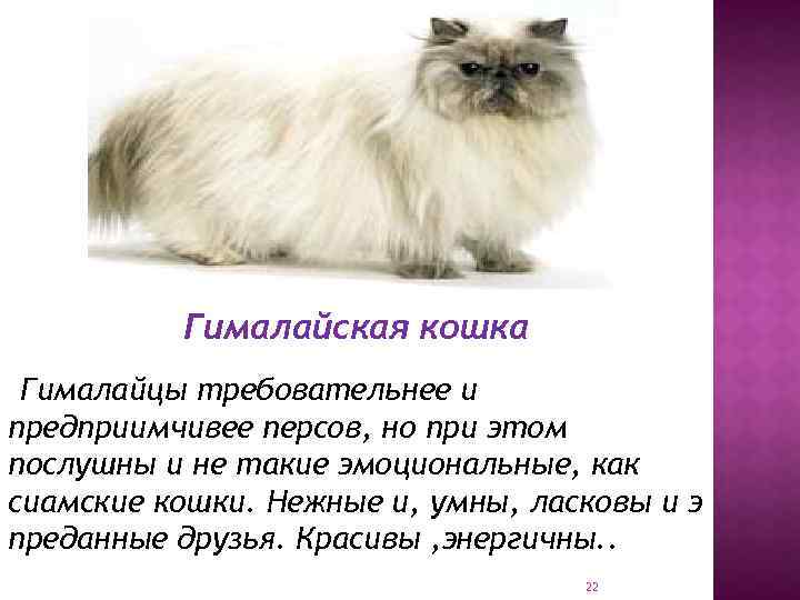 Гималайская кошка характеристика породы, фото, характер, правила ухода и содержания - petstory