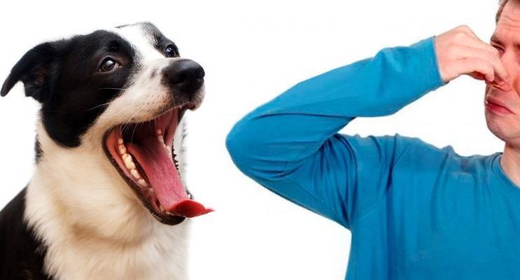 Почему у собаки пахнет изо рта: причины галитоза и как с ними бороться