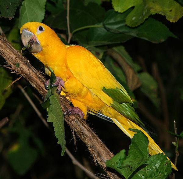 Виды попугаев: описание, породы, фото и названия