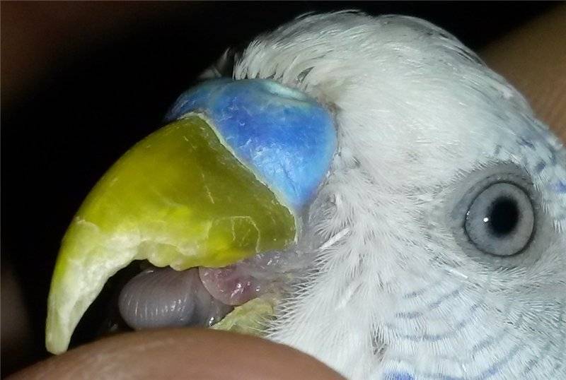 Как обрезать клюв волнистому попугаю и неразлучнику в домашних условиях