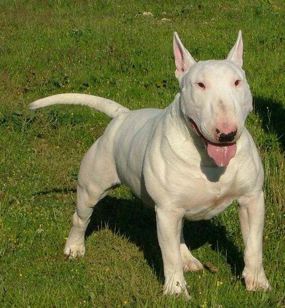 Бойцовские породы собак: фото, список и характеристики